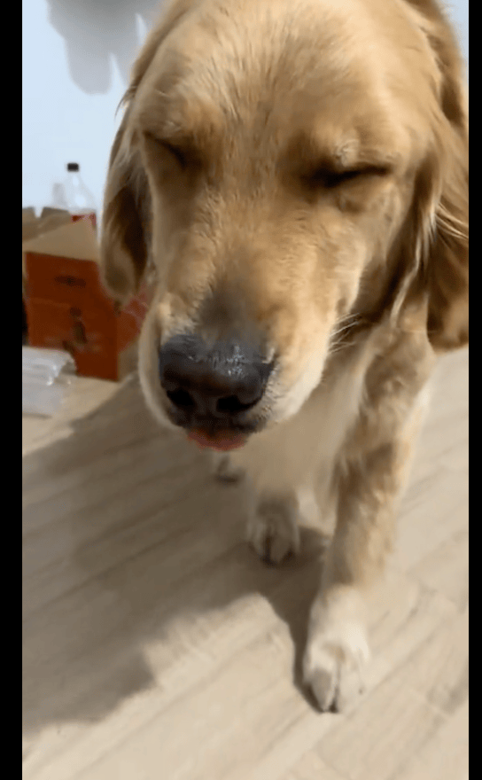 狗狗一副鬼迷日眼的模样,主人也没发现它做什么错事,这是咋了?