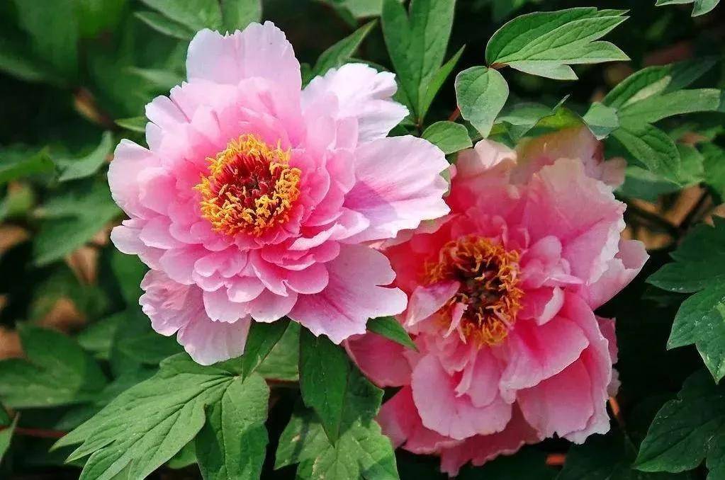 蓝天白云,百花盛开,美不胜收.