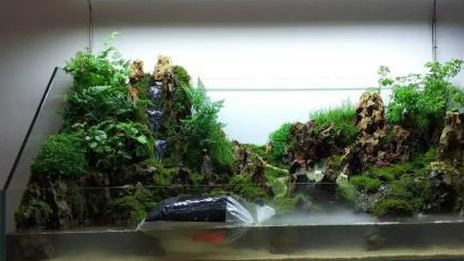 鲜明醒目的水陆式水草造景,给人一种朦胧的美感,宛如人间仙境