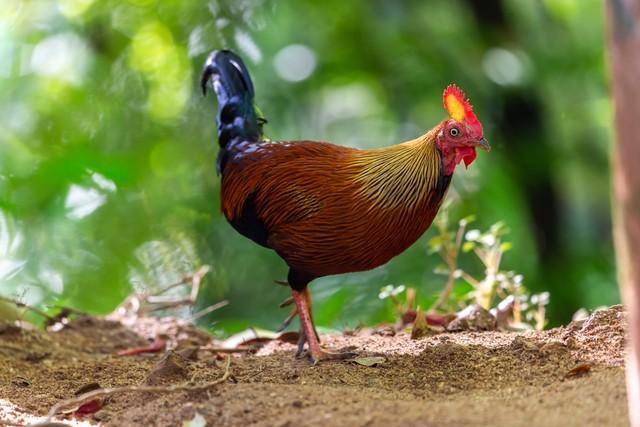 美丽的大公鸡,雄赳赳气昂昂