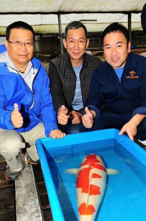 若鲤大赛冠军与日本总合冠军于一身的名鲤,轰动整个锦鲤界!