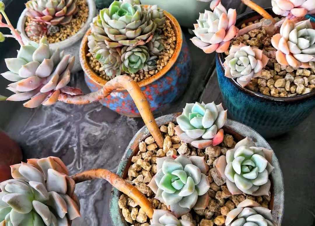 8年的白牡丹多肉老桩太美了,古风十足