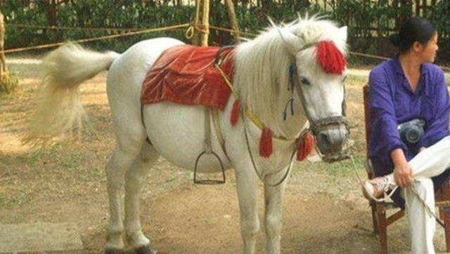 1997年白龙马惨死山洞,杨洁泪崩,尸骨无存背后是人性的丑恶