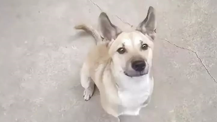 没想到你是这样的唐狗,这次真的为国争光了!