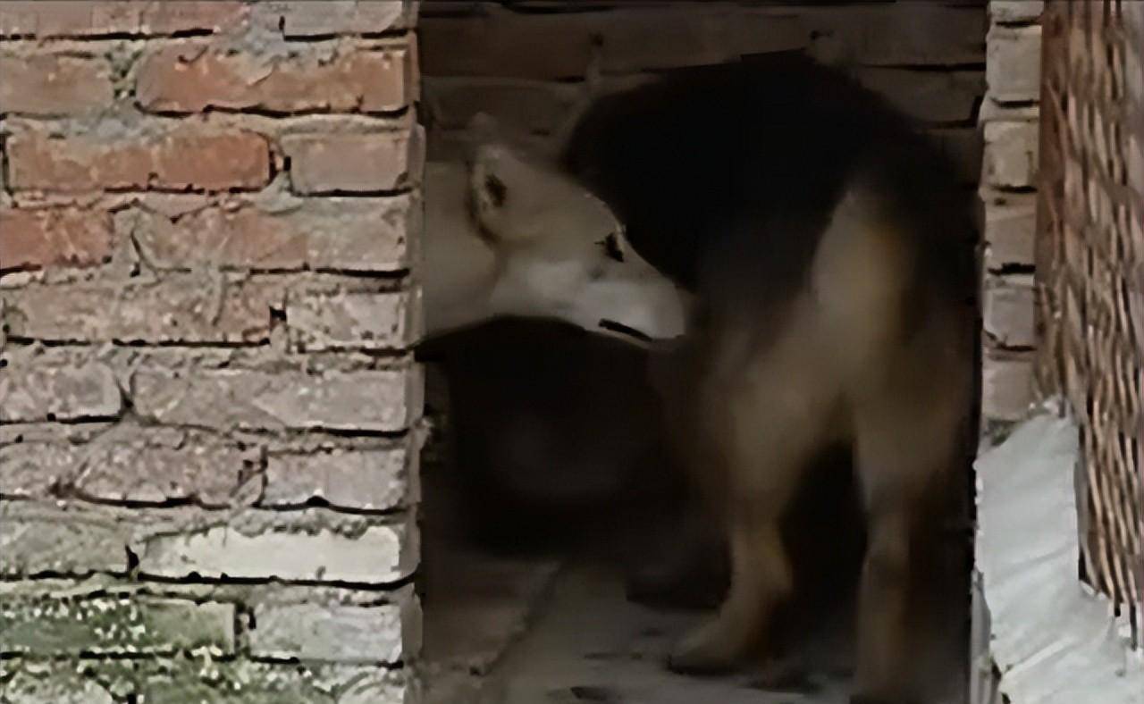 图源网络别说抱了,就是有人在外面观看,它也会将崽崽叼走,把它们给藏