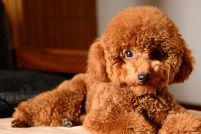 养泰迪犬最忌讳主人做这3件事,新手主人千万不能犯,一定要切记_狗狗