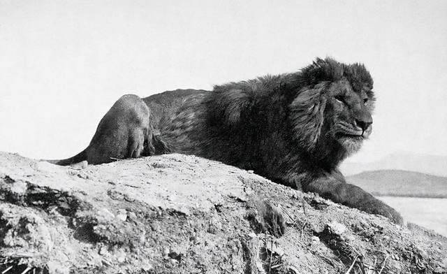 殖民时期,被灭绝的18种动物,都死于猎枪之下,如今仅留下图像