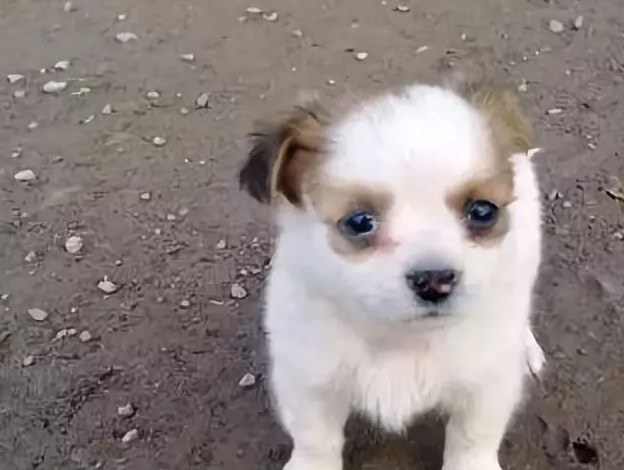 没想到你是这样的唐狗,这次真的为国争光了!