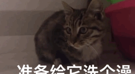 当然,吸猫体质光环又起作用了,常见的猫咪洗澡就炸毛,挠人,乱蹦跶的