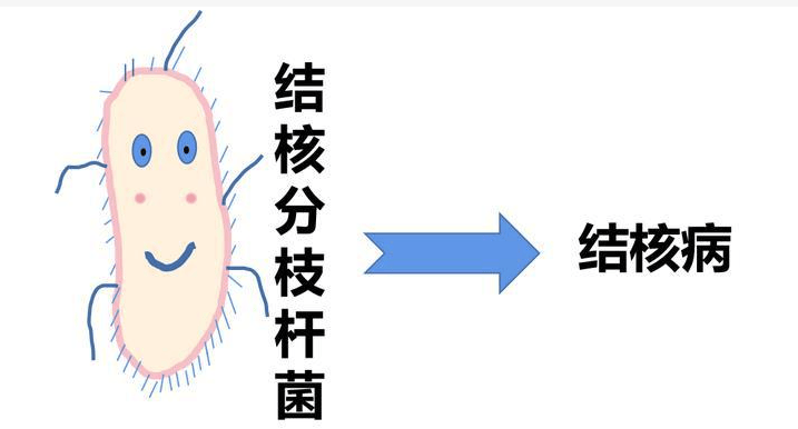 结核杆菌示意图图片