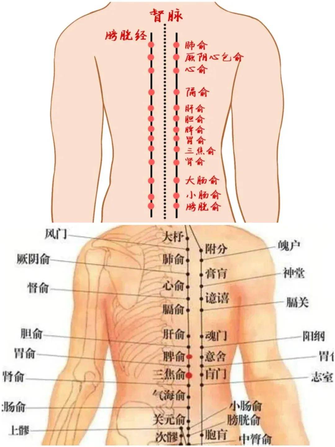 风门肺俞图片