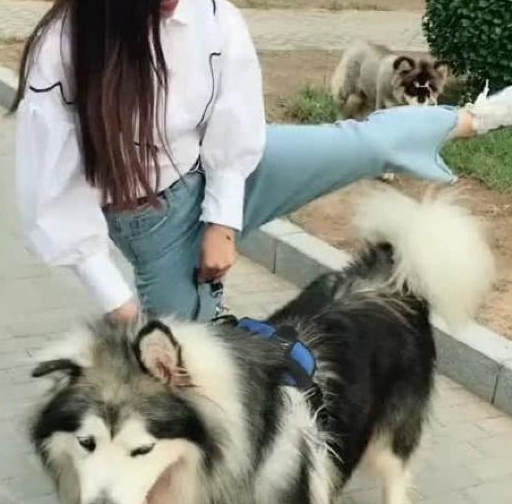 主人_狗狗_宠物