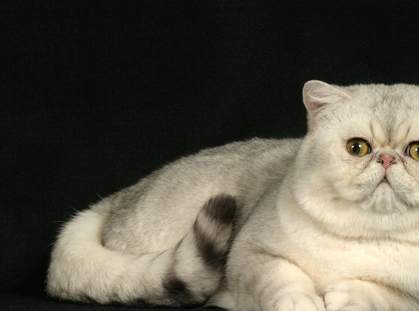 细数异国短毛猫的五个缺点,养过的人都很心累,伤不起!