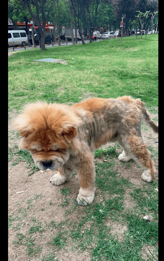 疑似患皮肤病的松狮犬被遗弃,趴在路边哪也不去,是在等主人吗?