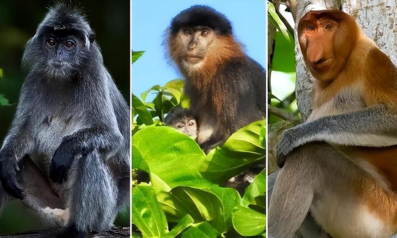 婆罗洲发现罕见杂交猴,有科学家研究后,称人类是罪魁祸首