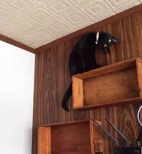 猫为什么喜欢站在高处