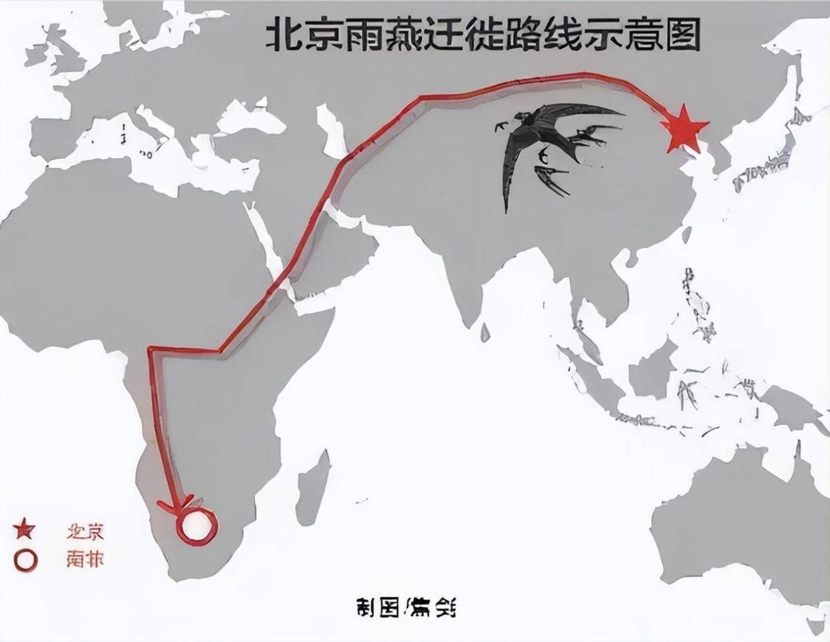 雨燕是典型的飞行能手和长途迁徙候鸟,它们的时速可达110~200公里