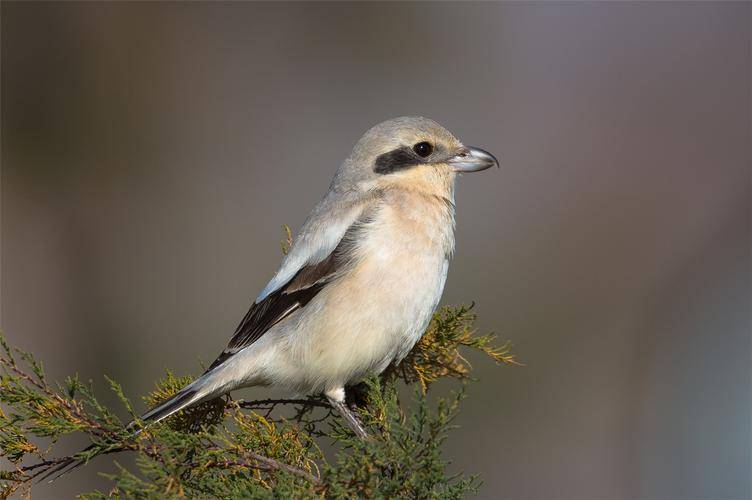被称为"鸟中屠夫"!伯劳为何喜欢悬挂尸体,它真的这么残忍吗?