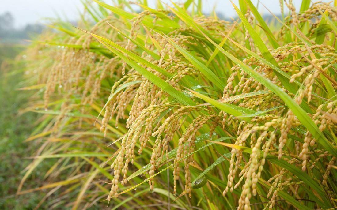 盐碱地产出的海水稻,口感难吃却越种越多,国家为何还要发展?