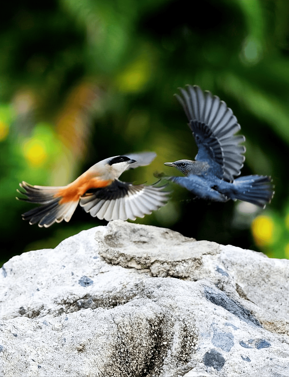 被称为"鸟中屠夫"!伯劳为何喜欢悬挂尸体,它真的这么残忍吗?