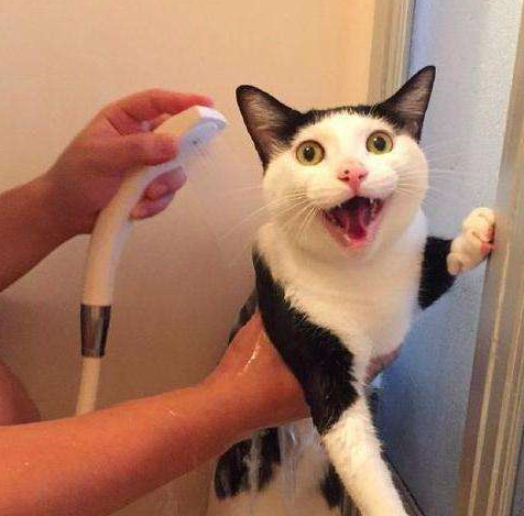 猫咪拒绝洗澡 铲屎界一大难题 快给我洗 别担心我有小妙招 猫