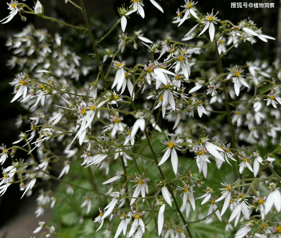 叶如虎耳,俗称虎耳草,遇到别错过,可观赏可入药,价值极高!