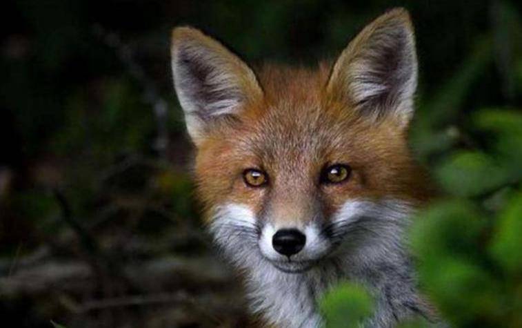 书生救出一个女子,不想却是妖狐,最后书生为妖狐断臂出家