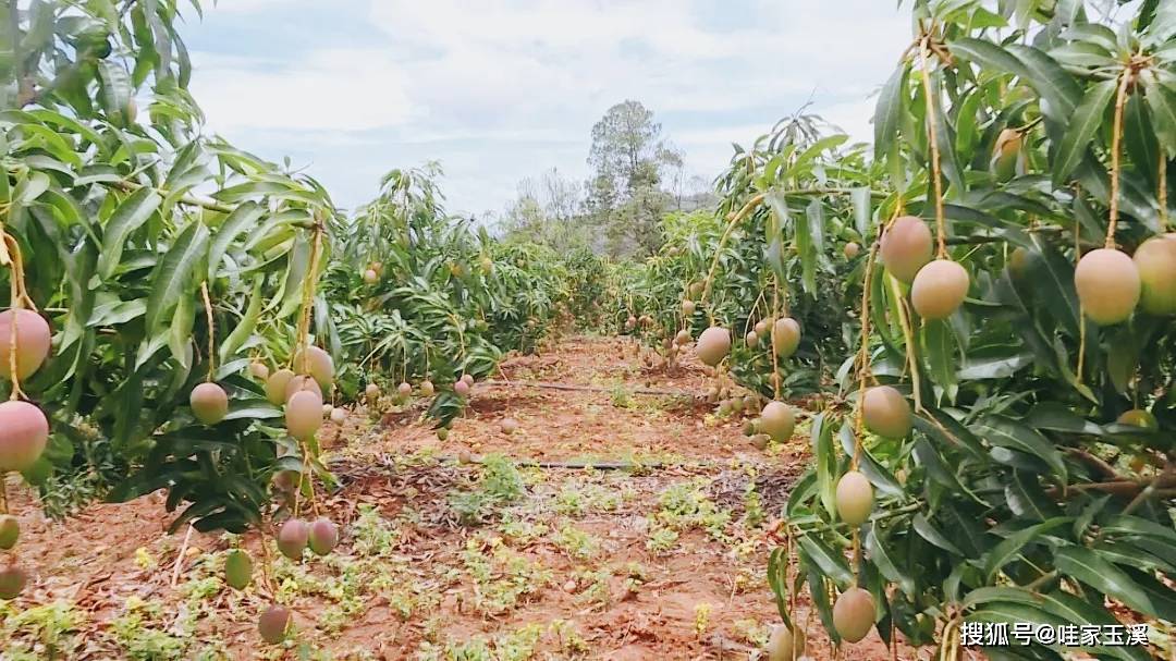 种植_芒果_桃子