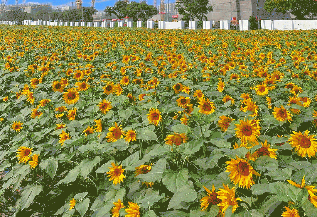 业主出门就能徜徉在花海中,在快节奏的生活下,这真的非常治愈.