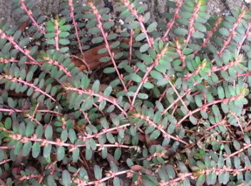 千根草的生命力是非常的顽强,就算是长在岩石缝中或者其他恶劣的环境