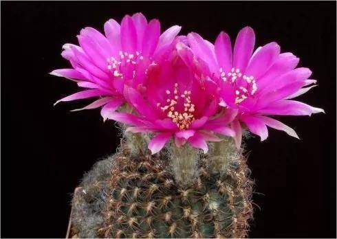 仙人球开花,多种颜色,多种姿态