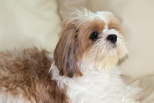 西施犬属于小型犬种,外形优雅,不失观赏,玩赏的价值,而且性格也非常的