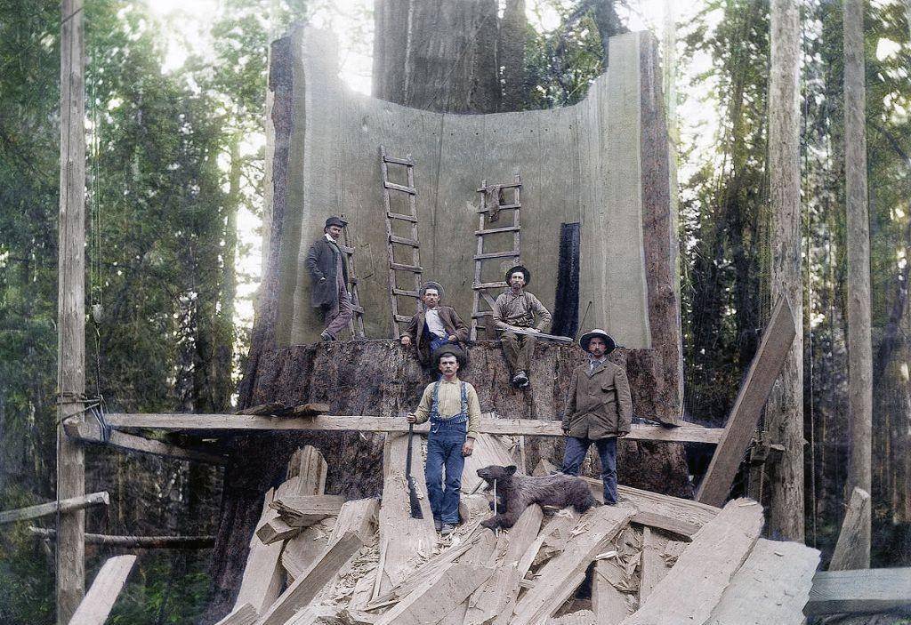 千年古树被粗暴砍倒,巨树面前人类太渺小_红杉_加州_树木