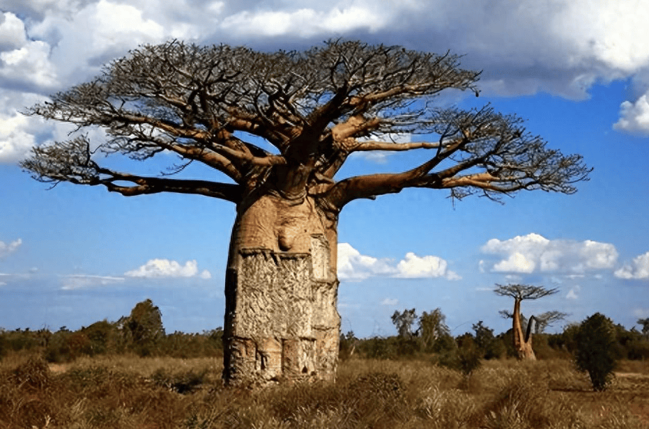 猴面包树寿命达5000年,能吃能喝又能住,为何引进中国却大变样?
