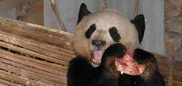 大熊猫吃羊,两兄弟为"报仇"杀死熊猫并将其屠宰,下场如何?