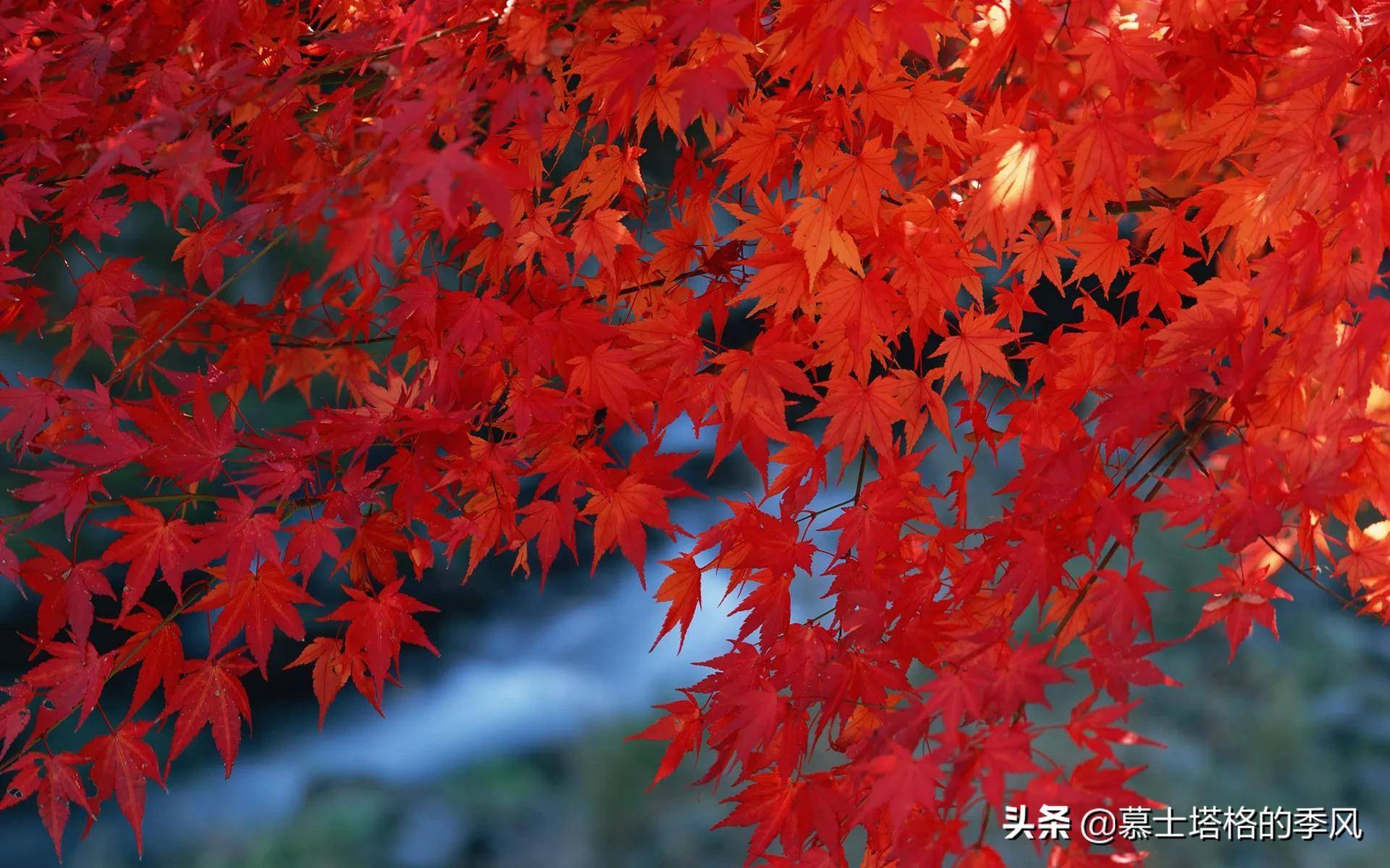 中国秋天最美的10处红叶