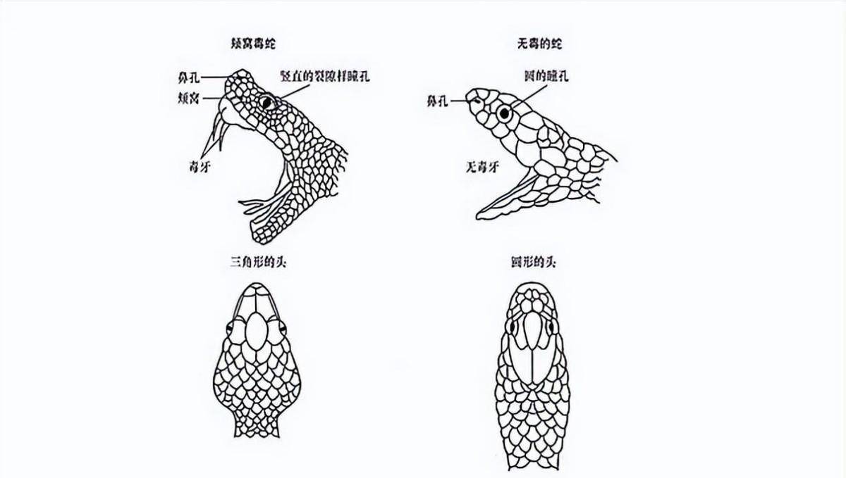 96年海南巨蟒为报恩当"家庭保姆":与主人共枕,还为其看家守院_蟒蛇