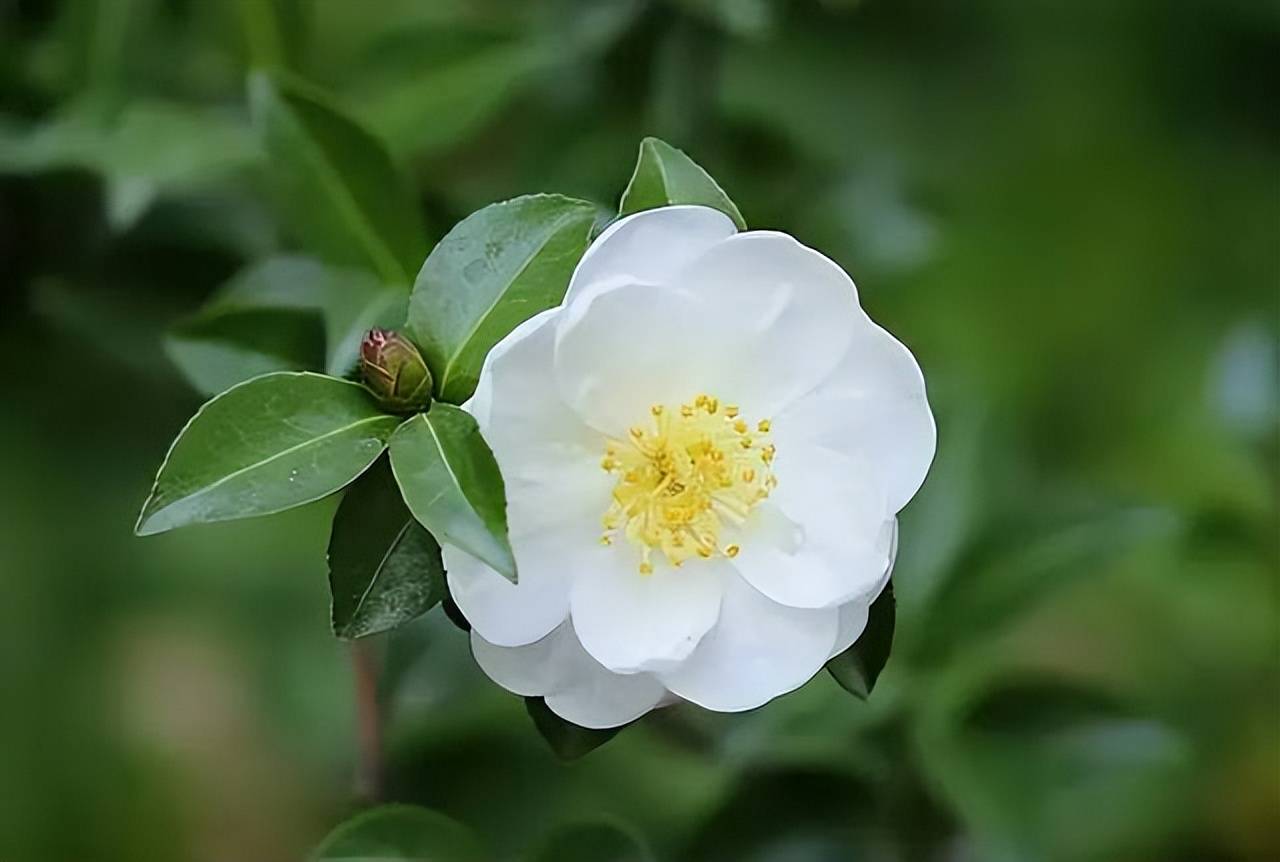 十首唯美的山茶花诗词