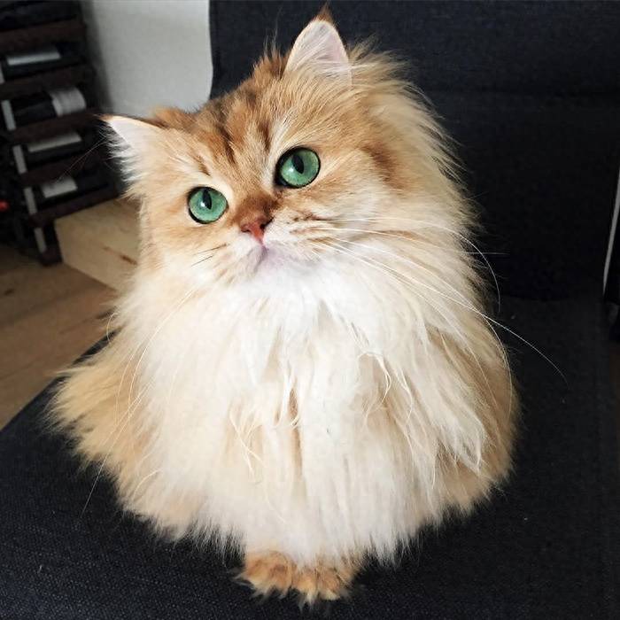 图上这只猫咪被称为世界上最上镜的猫,它的眼睛就像小孩子一样,充满着