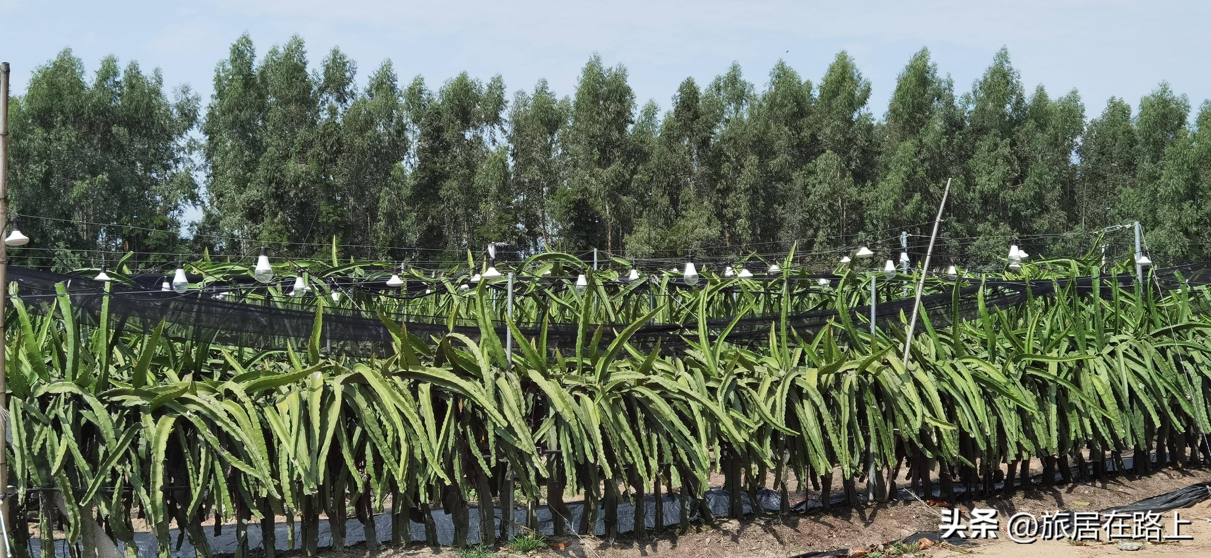 海南棋子湾值得去吗?亲身体验分享