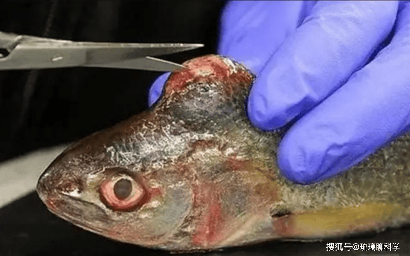 切尔诺贝利已成动物天堂,它们不怕核辐射?_事故_核污染_人类