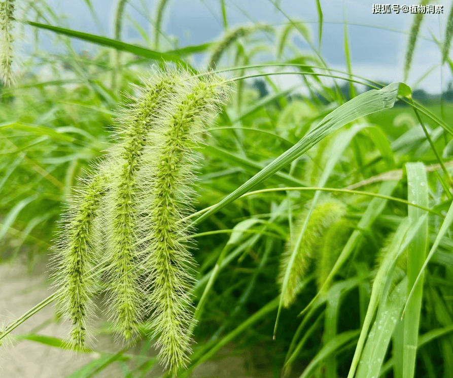 它是小米的祖先,1株结上万粒种子,如今沦为杂草,可惜了!