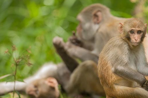 未来三大生肖运势大好(生肖未来三年运势旺的)