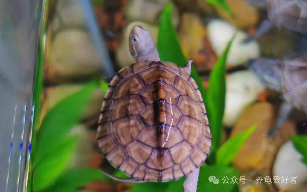 90后龟友提醒!养龟高手绝不敢触碰的三大"雷区"与八大"死穴"