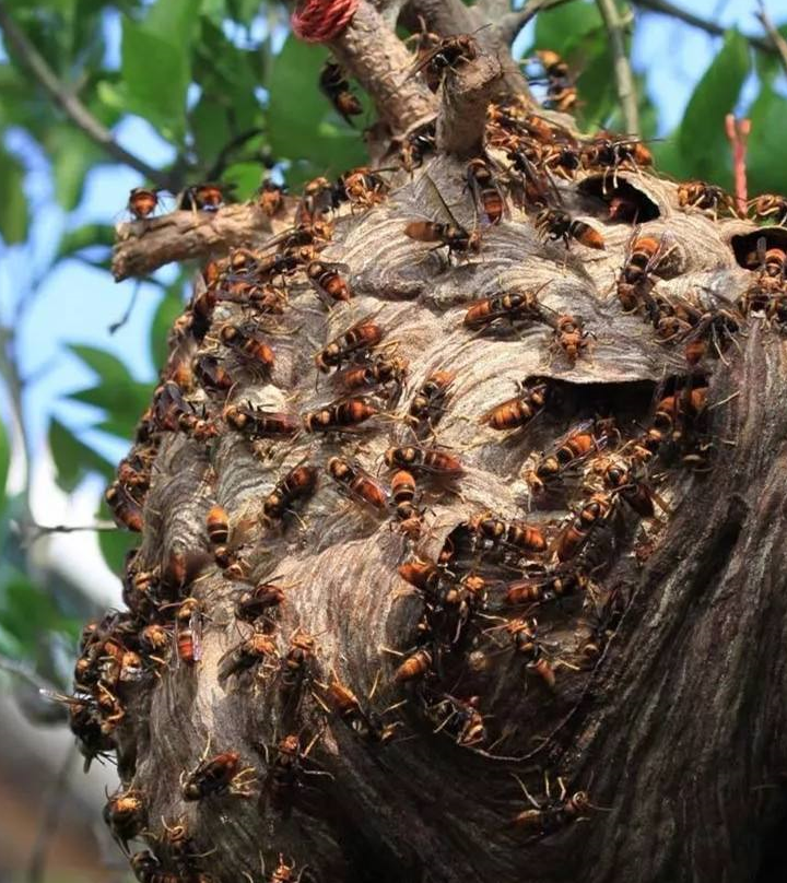 一口一只马蜂,马蜂只能等死随它吃个够!