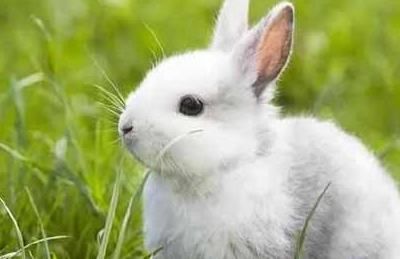 兔主人求助:小兔子掉毛严重怎么办,兔子眼睛周围掉毛