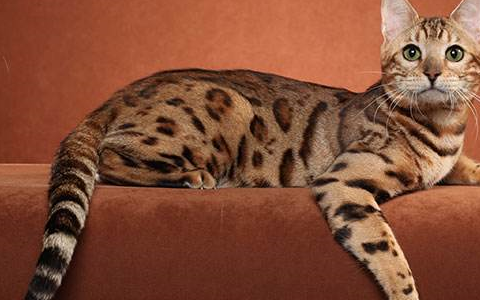 养豹子老虎犯法,但养"豹纹""虎斑"的猫却可以,野性又漂亮!