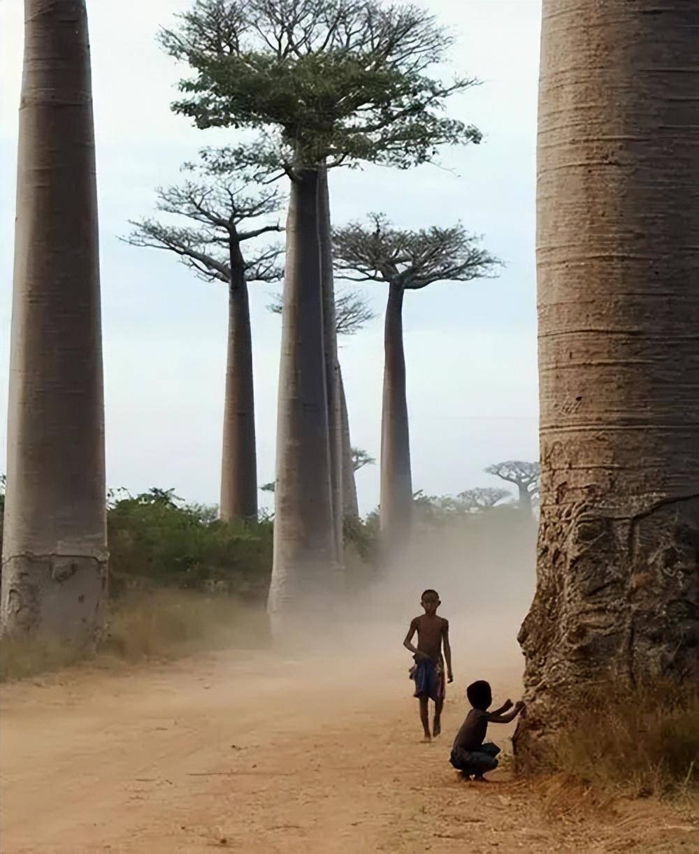 猴面包树寿命达5000年,能吃能喝又能住,为何引进中国却大变样?