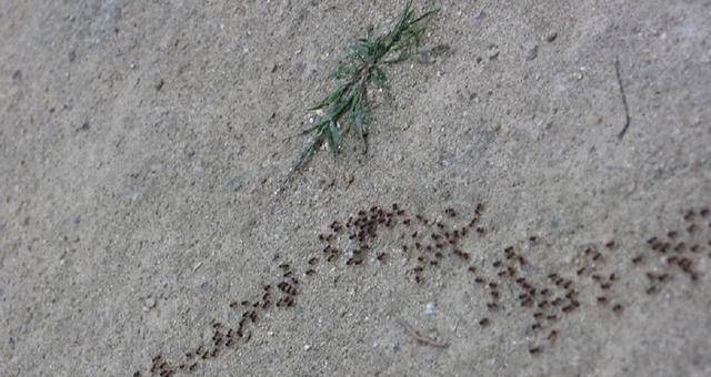 将军上厕所时发现一群蚂蚁,对属下说:立马撤退,违令者斩