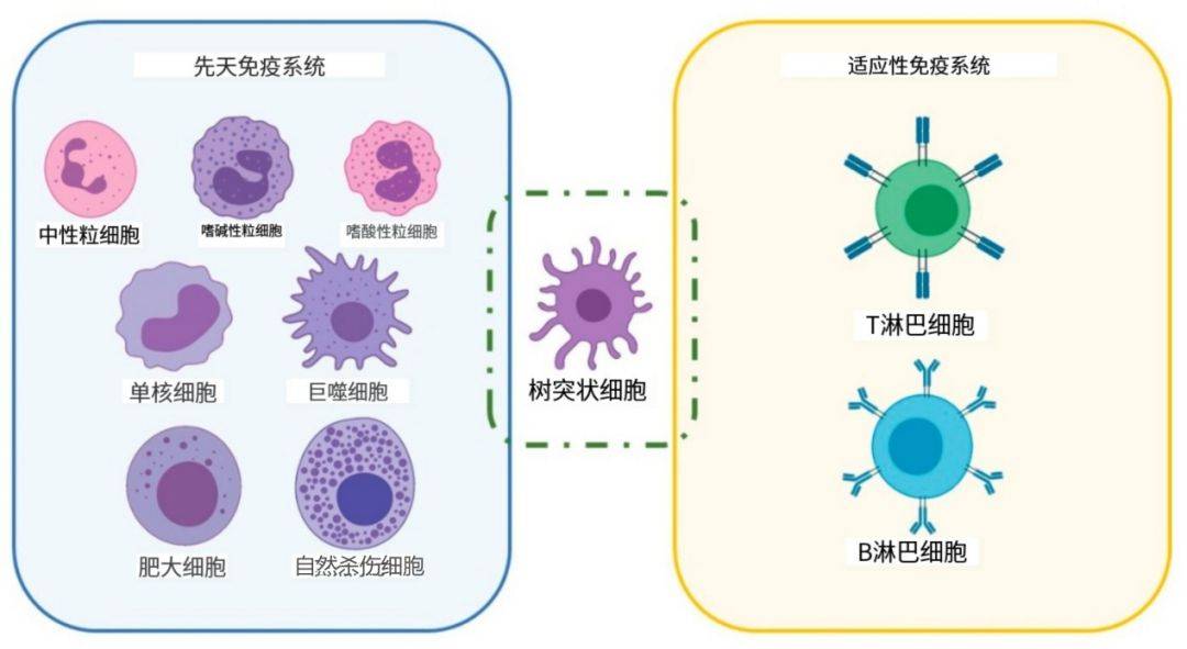 我们是如何被先天免疫系统杀死的?因为吃多一点即可诱发炎症